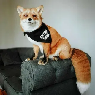 🦊 EXTRA THICC fox, animal, thicc, cute, pet telegram sticker