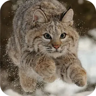 🐱 บ็อบแคต, แมว, สัตว์, สัตว์ป่า, ธรรมชาติ, หิมะ, ฤดูหนาว, กระโดด telegram sticker