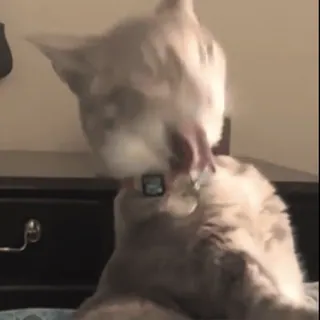 🤪 cats, pets, licking, animal whatsapp sticker