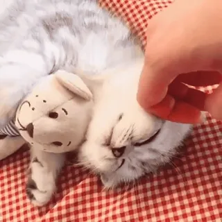 🧃 gato, animal de estimação, animal, ursinho de pelúcia, fofo whatsapp sticker