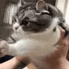 😺
