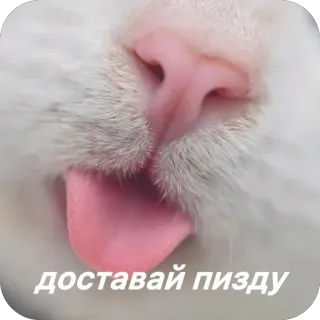 👅 доставай пизду кот, оскорбительный telegram sticker