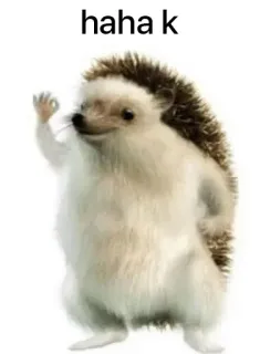 👌 haha k hedgehog, animal, meme, cute whatsapp sticker