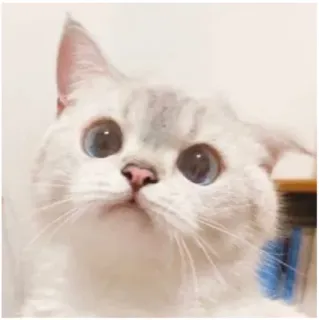 🥺 gatto, animale domestico, animale, carino, animale domestico, gattino, occhi blu telegram sticker