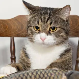 😕 Katze, Tier, Haustier, Fisch, Haustier, Getigerte Katze, Säugetier telegram sticker