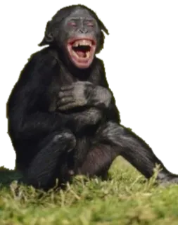 😂 scimmia, scimpanzé, ridere, animale, primate, bonobo, scimmia whatsapp sticker