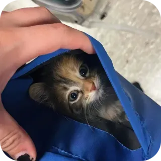 ✋ 小猫, 猫, 可爱, 宠物, 动物, 小, 包, 迷人 telegram sticker