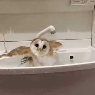 🦉 cú mèo, chim, tắm, động vật, dễ thương, vòi sen telegram sticker