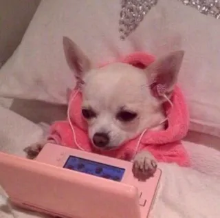 🌟 perro, chihuahua, gaming, rosa, bata, lindo, juego whatsapp sticker