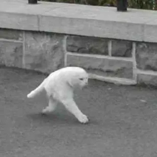 🐱 gatto, animale, bianco, camminando telegram sticker