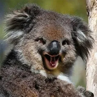 🐨 koala, animal, marsupial, cute, wildlife, australia, bear telegram sticker