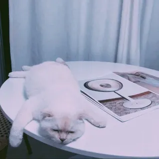 🤍 chat, dormir, paresseux, chat blanc, table, livre, animal, animal de compagnie telegram sticker