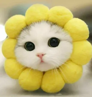 ☺️ gatto, fiore, carino, gattino, animale, animale domestico, girasole telegram sticker