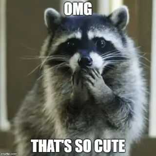 😍 OMG
THAT'S SO CUTE mapache, lindo, dios mío, meme whatsapp sticker