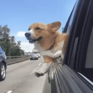 🚘 perro, corgi, coche, ventana, viento telegram sticker