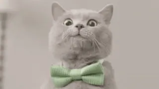 🐨 кот, галстук-бабочка, милый, животное, питомец, официальный whatsapp sticker