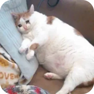 😭 Sad cat cat, sad, crying, meme, animal, cute telegram sticker