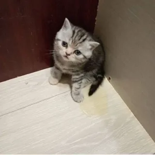 🫀 고양이, 새끼 고양이, 동물, 애완 동물, 귀여운 telegram sticker