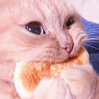 🌷 แมว, กิน, แซนวิช, สัตว์, สัตว์เลี้ยง, น่ารัก telegram sticker