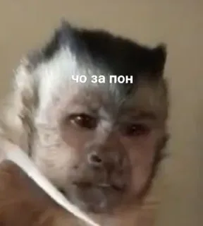 🤨 Чо за пон monkey, meme, animal, funny telegram sticker