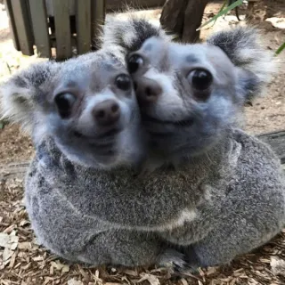 ❤️ koala, chihuahua, animal, dog, funny, cute telegram sticker