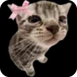 🐱 whatsapp sticker