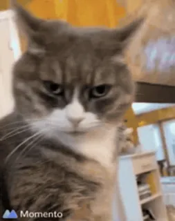 😟 cat, angry, pet, animal, domestic cat, feline telegram sticker