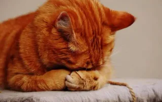 🙈 cat, orange tabby, domestic cat, animal, mammal, pet telegram sticker