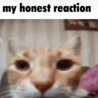 😑 cat my honest reaction whatsapp sticker
