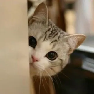 🪐 cat, kitten, animal, pet, cute, peeking, domestic cat telegram sticker