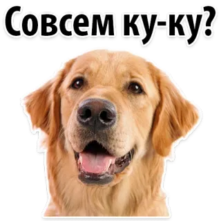 🤫 Совсем ку-ку? dog, golden retriever, animal, cute, meme, russian telegram sticker