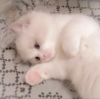 🐾 gato, gatito, animal, lindo, mascota, doméstico telegram sticker