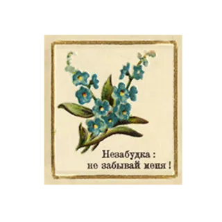 👀 Незабудка: не забывай меня! fleur, myosotis, floral, vintage, russe, botanique telegram sticker