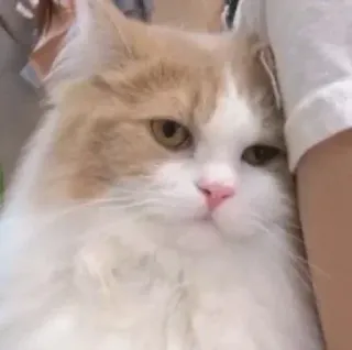 ❤️ cat, pet, animal, cute, domestic, fluffy telegram sticker