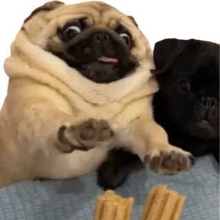 @pug_leonid telegram stickers