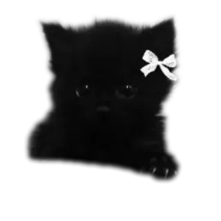 🐱 kitten, cat, black cat, bow, cute, animal, pet telegram sticker