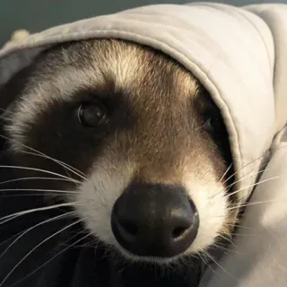 😌 mapache, animal, sudadera con capucha, mamífero, lindo telegram sticker