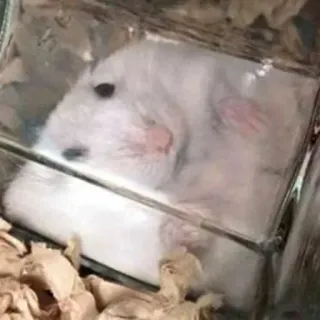 😐 hamster, rongeur, animal, animal de compagnie, cage telegram sticker