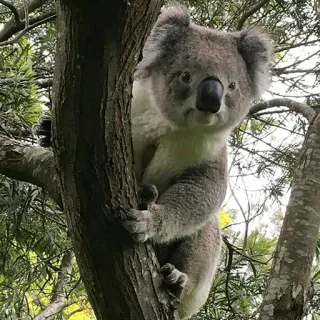 🐨 koala, animal, wildlife, australia, marsupial, tree telegram sticker