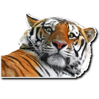 🙁 tiger, animal, wildlife, cat, sticker telegram sticker