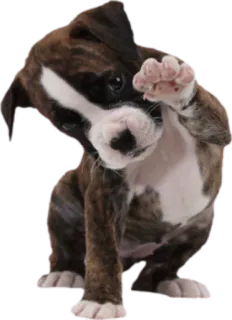 ✋ Hund, Welpe, süß, Boxer, Tier telegram sticker