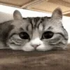 🥺