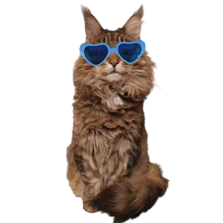 😎 кот, солнцезащитные очки, животное, сердце, питомец, милый telegram sticker