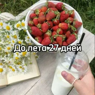 ☀️ До лета 27 дней fresas, verano, margaritas, bebida, naturaleza, comida, picnic, días para el verano telegram sticker