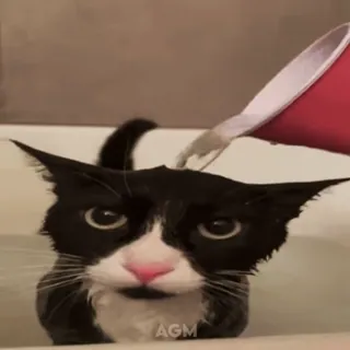 🫗 gatto, animale, acqua, bagno, divertente, carino, animale domestico telegram sticker