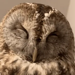🦉 sowa, ptak, zwierzę, dzika przyroda, śpiący, natura telegram sticker