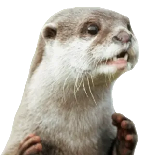 😱 otter, animal, mammal, cute, wildlife, nature telegram sticker