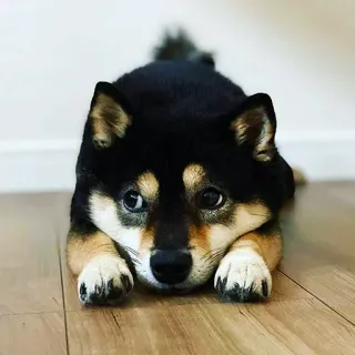 😣 Hund, Shiba Inu, Welpe, Haustier, Tier, süß, schwarzer Shiba, Hunderasse telegram sticker