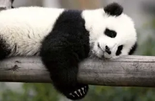 😕 panda, animal, fofo, vida selvagem, urso, dormindo, preguiçoso telegram sticker