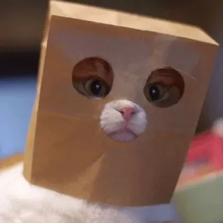 😾 猫, 紙袋, 動物, 面白い, かわいい telegram sticker